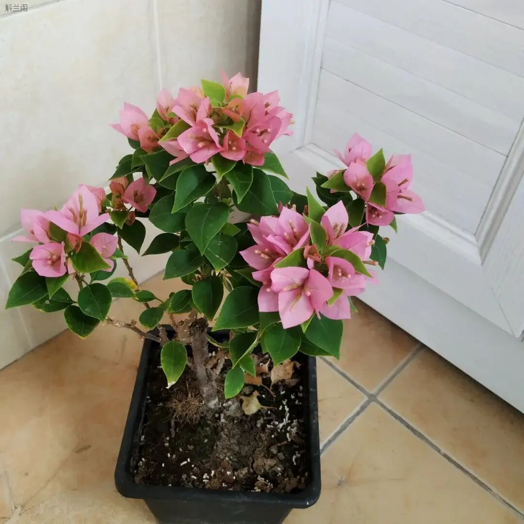 塔紫三角梅绿植盆栽袋苗花卉爬滕飘枝庭院楼顶阳台四季开花勤花