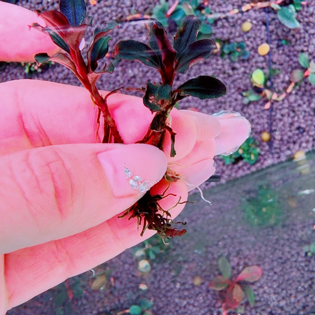 无花朵福利166福利价植物价一头