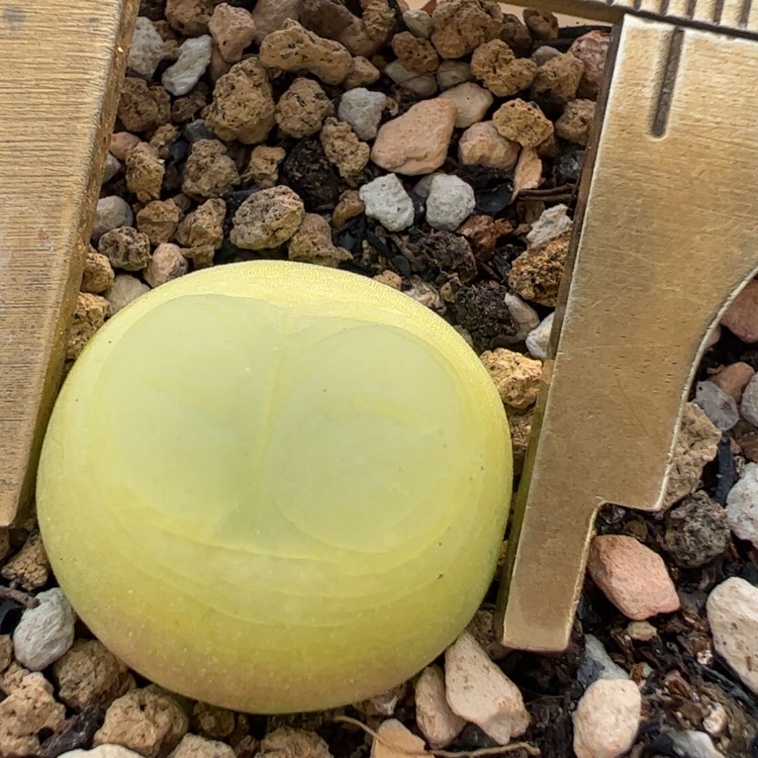 1.8厘米拉登多肉