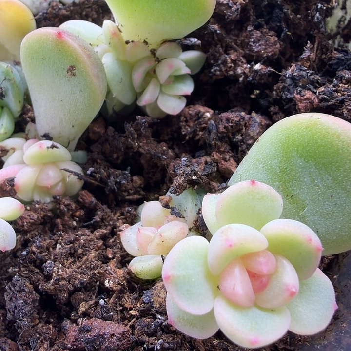 628甜心随机单头一颗1.5cm