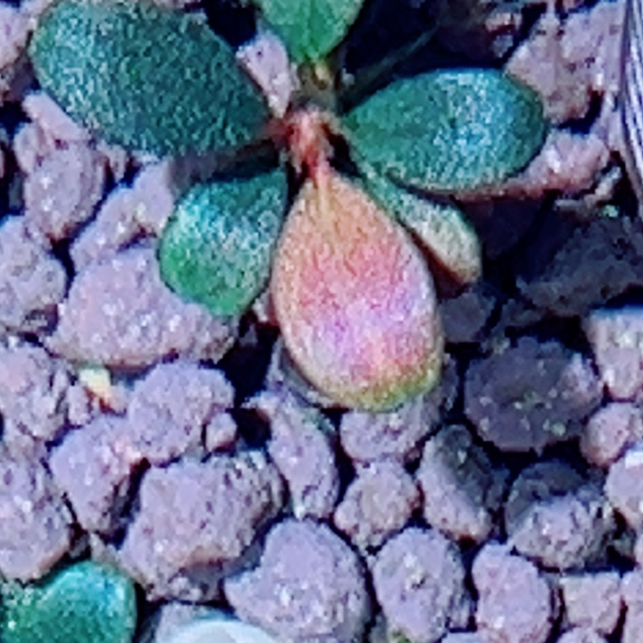 福利9号福利价植物一头