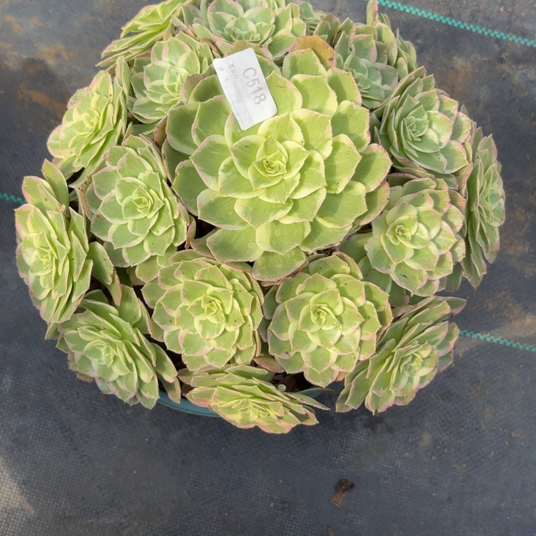 518万花筒多肉植物发货