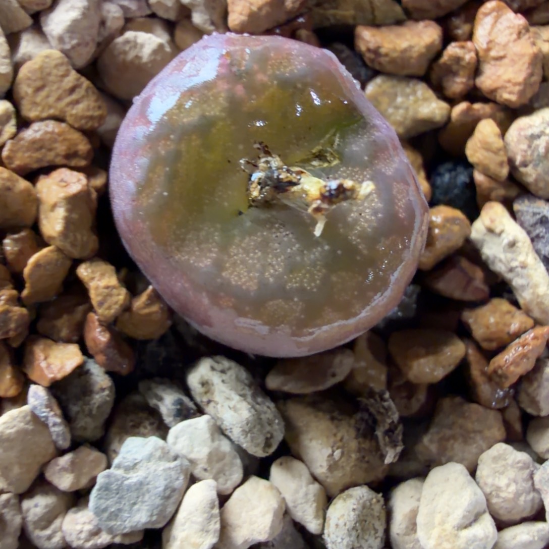 精品杂福利！064号