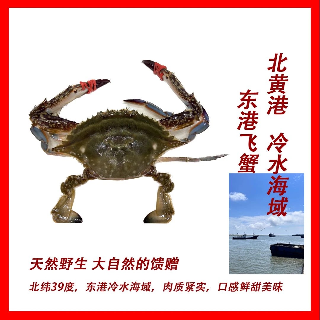 东港飞蟹【懂得拍】【肉包 双壳】3斤 单只约2-4两 活发【保鲜不保活】