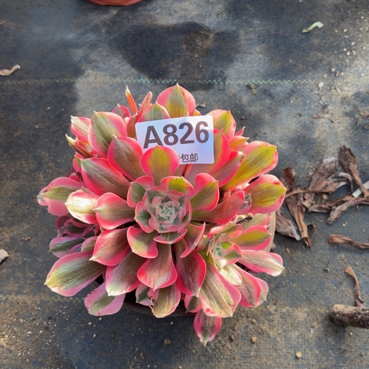 瑞妈，，。。。。826布。