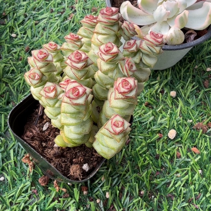钱串。                
