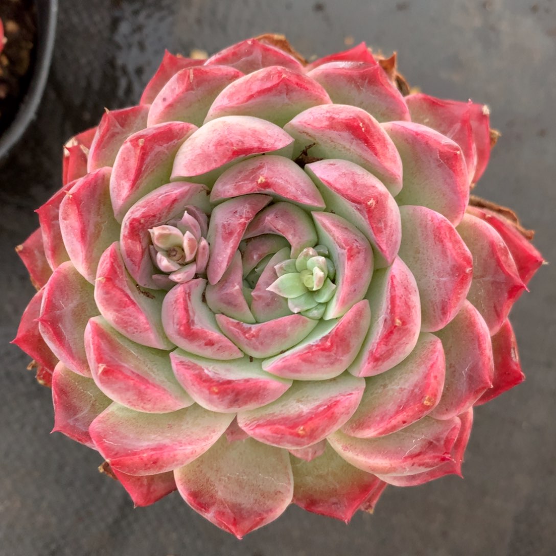 710杂交多肉9厘米