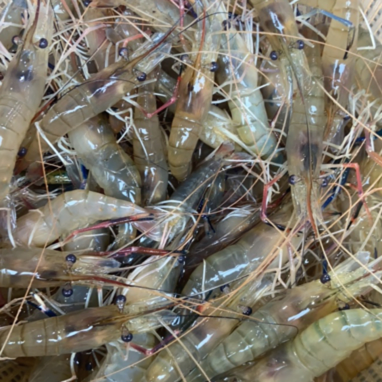 2斤缺氧的罗氏虾），一斤大概15左右只