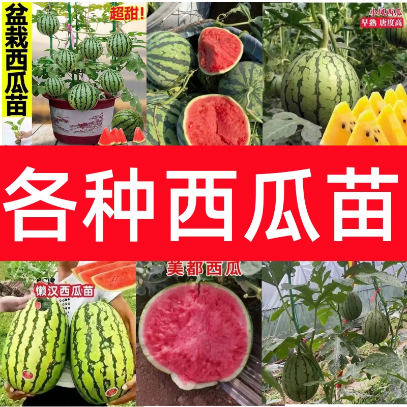 8424美都嫁接西瓜苗秧苗麒麟甜王盆栽地栽礼品小西瓜黄红心易成活