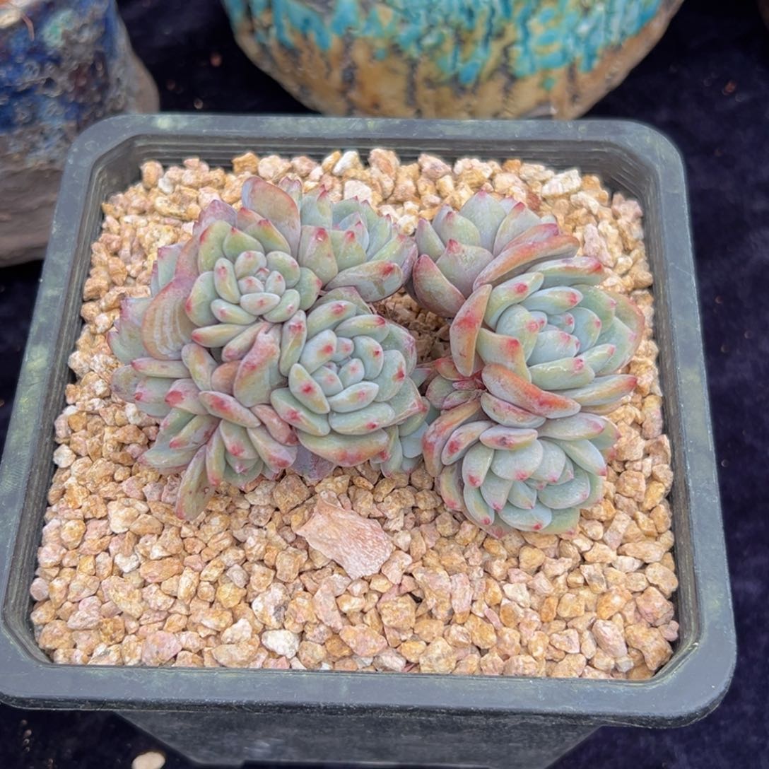 新年快乐 新年快乐