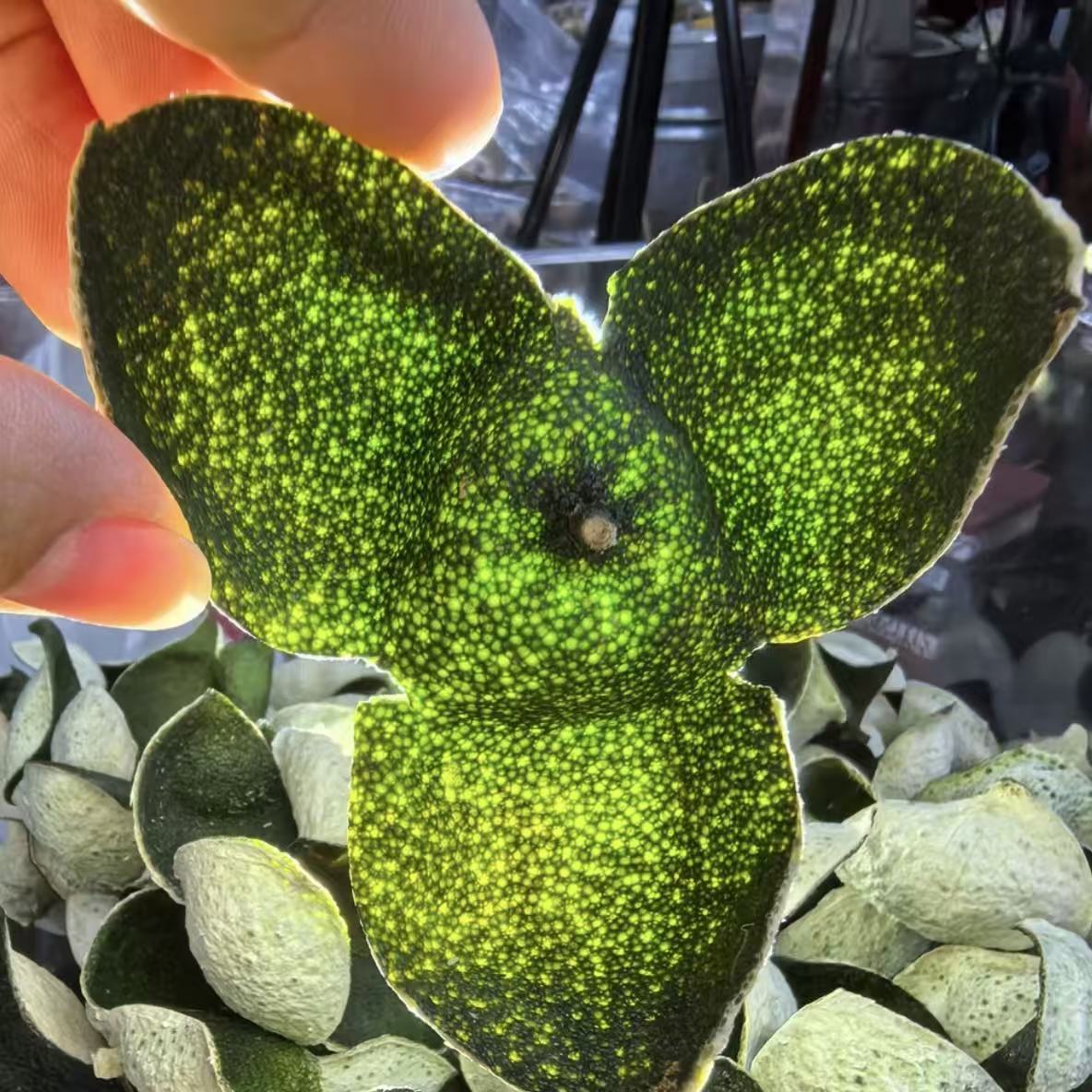 2025年大青皮 新会梅江老树圈枝大青皮