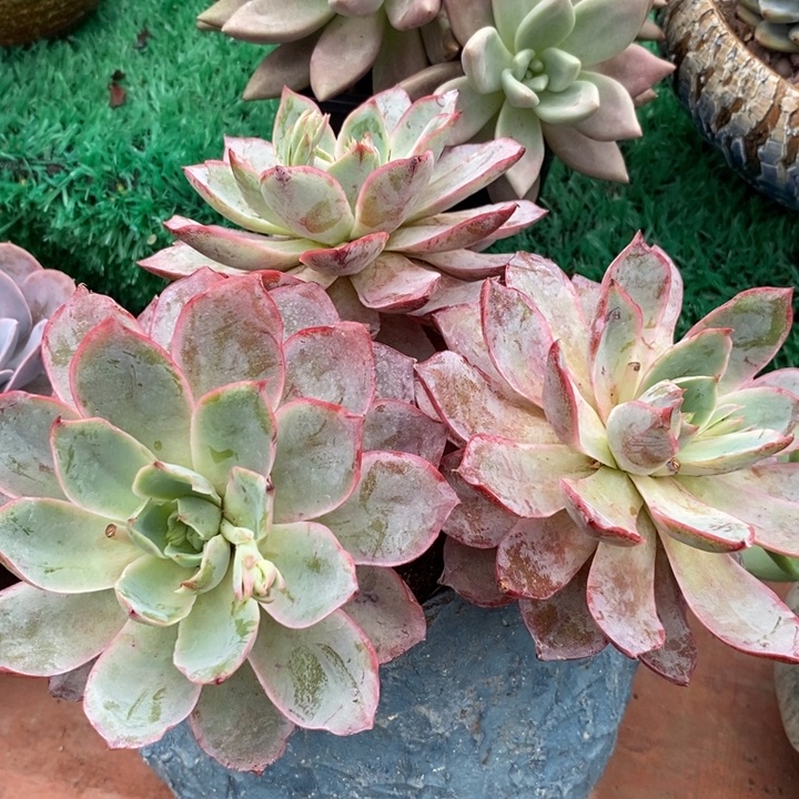 赫拉整装无砍多肉