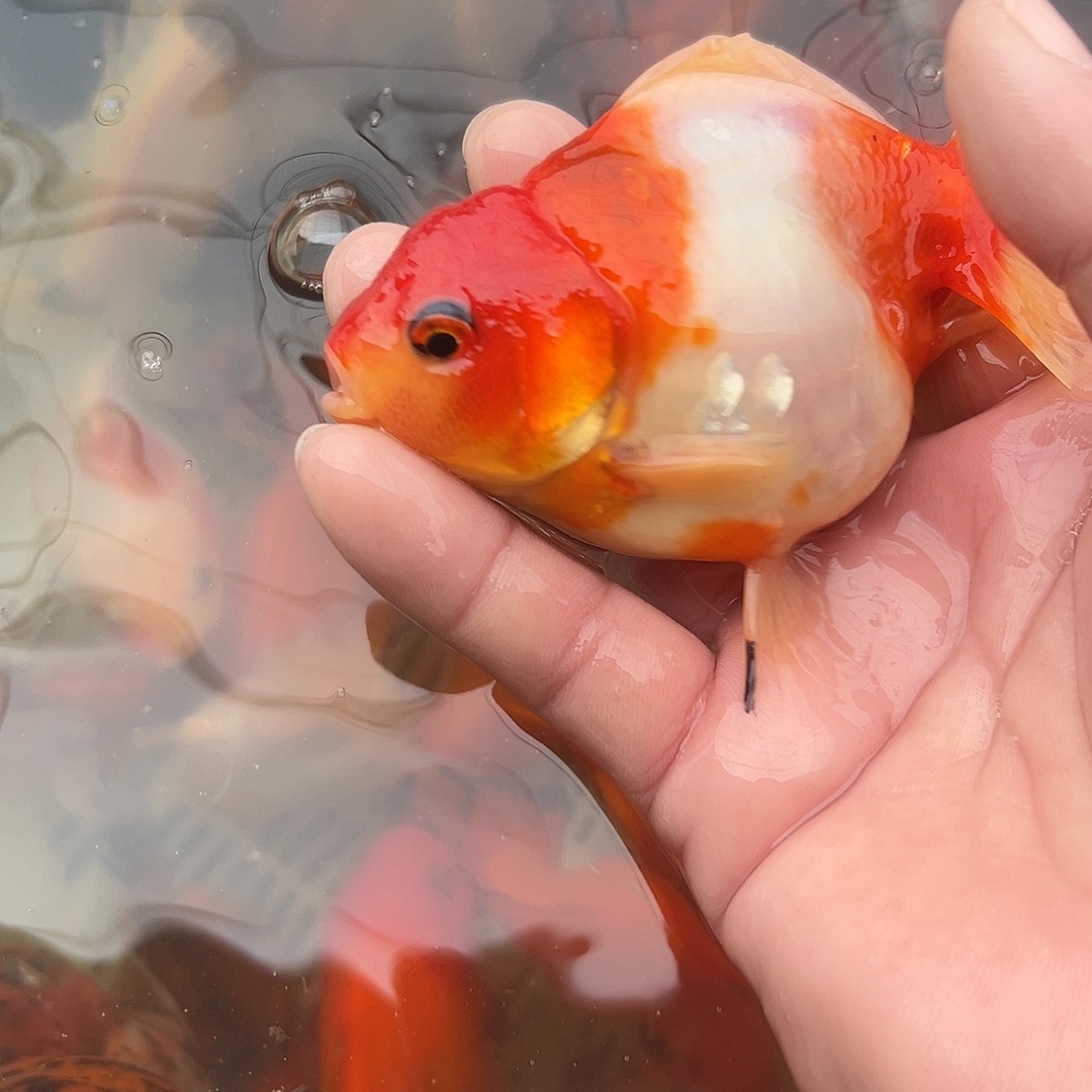 海水鱼短尾将军泰狮