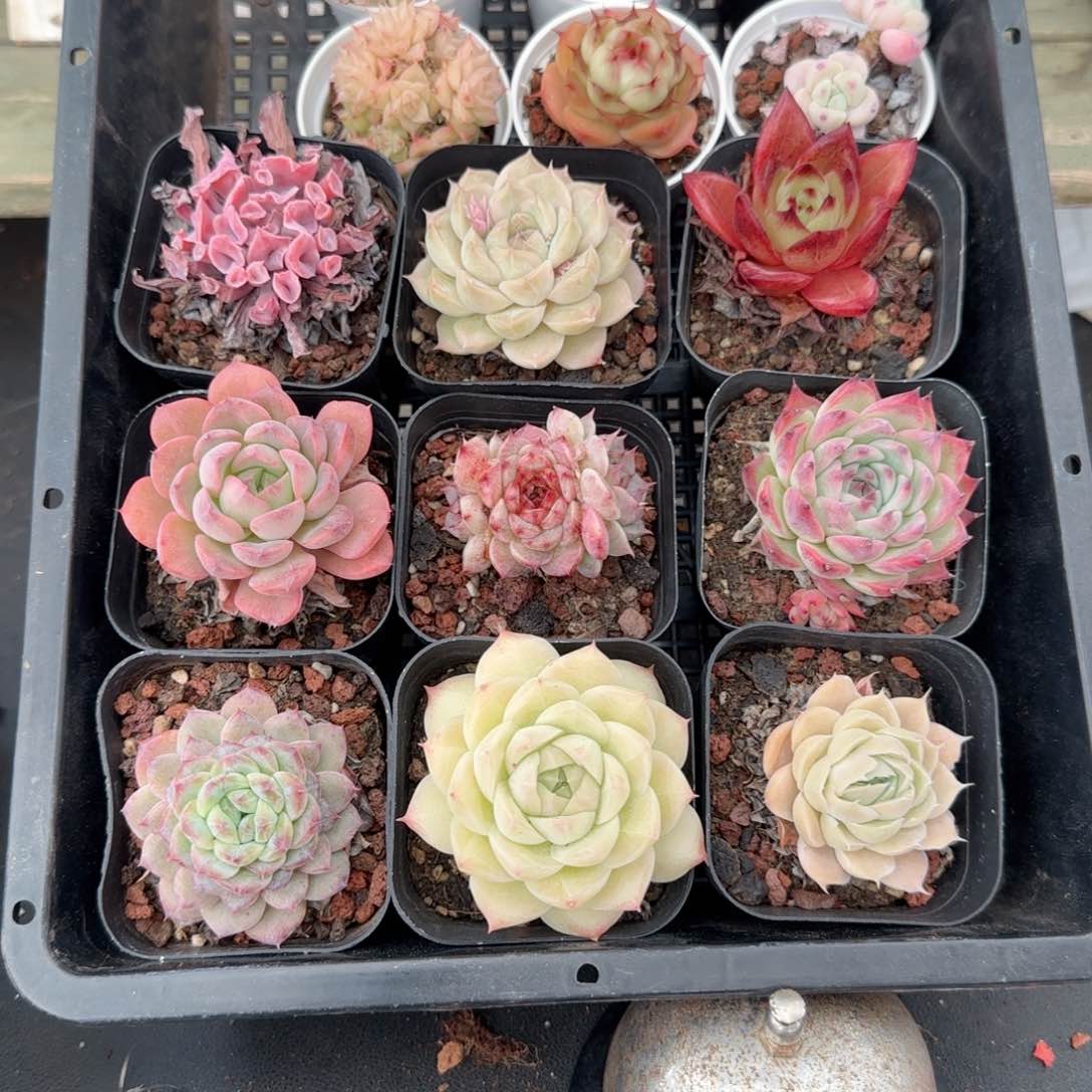 框拍框拍0209-147