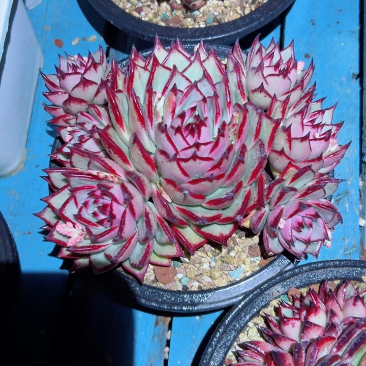 精品多肉植物老桩