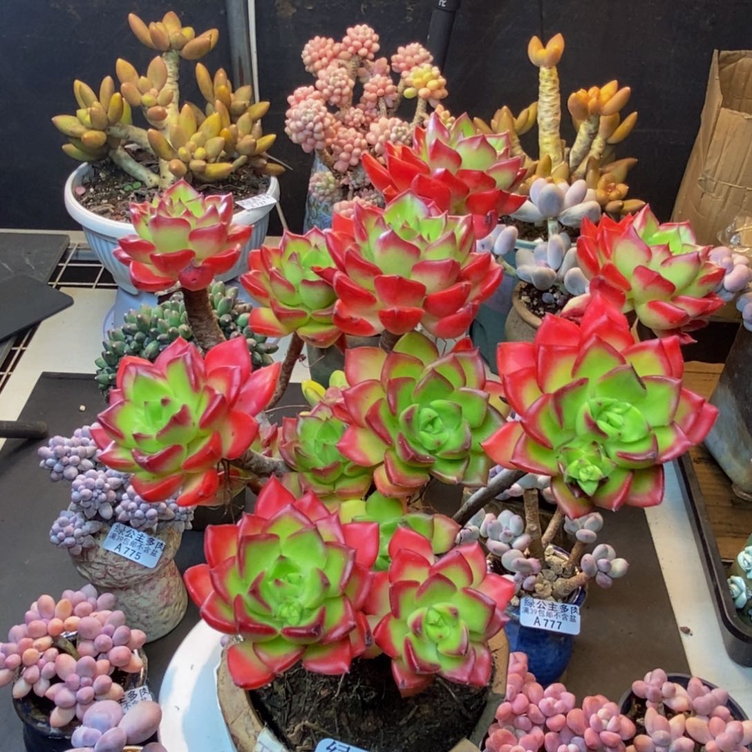 781蒂亚多肉肉14cm