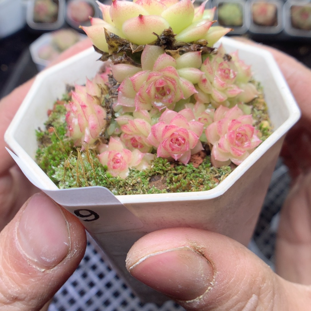 无花朵S159。yyyyyyyy