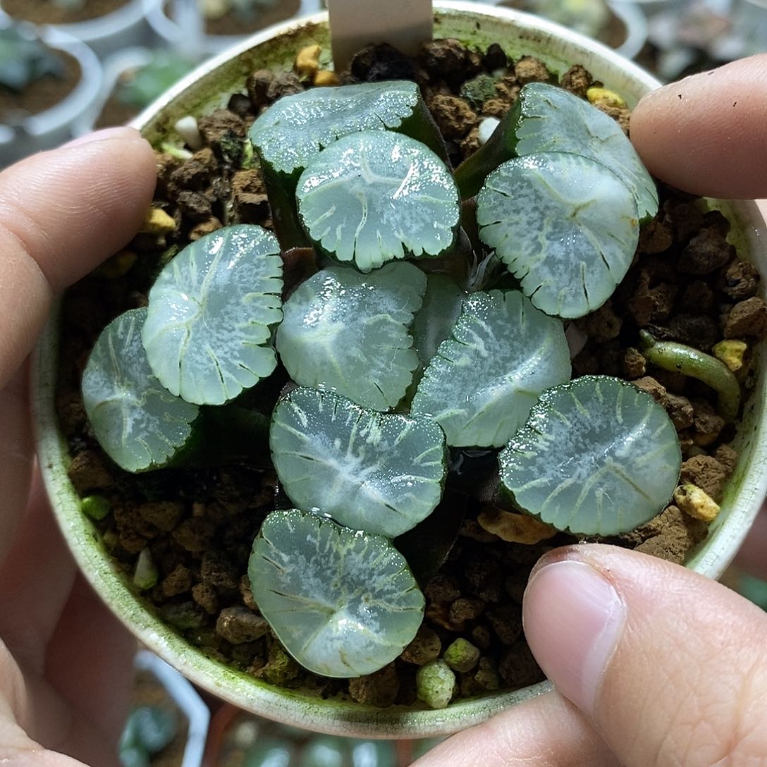 52马萨琳万象十二卷
