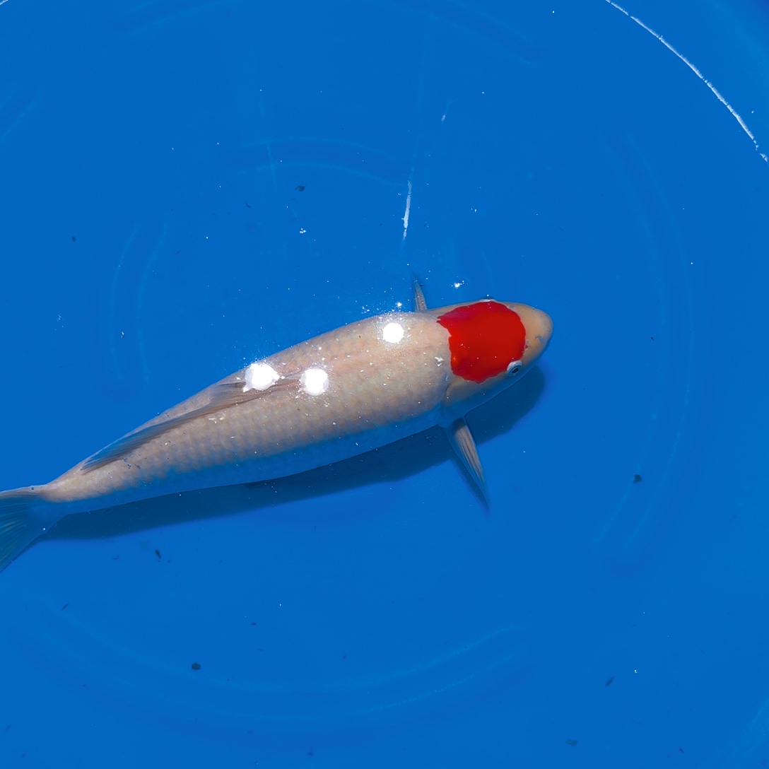 海水鱼单丁专拍链接