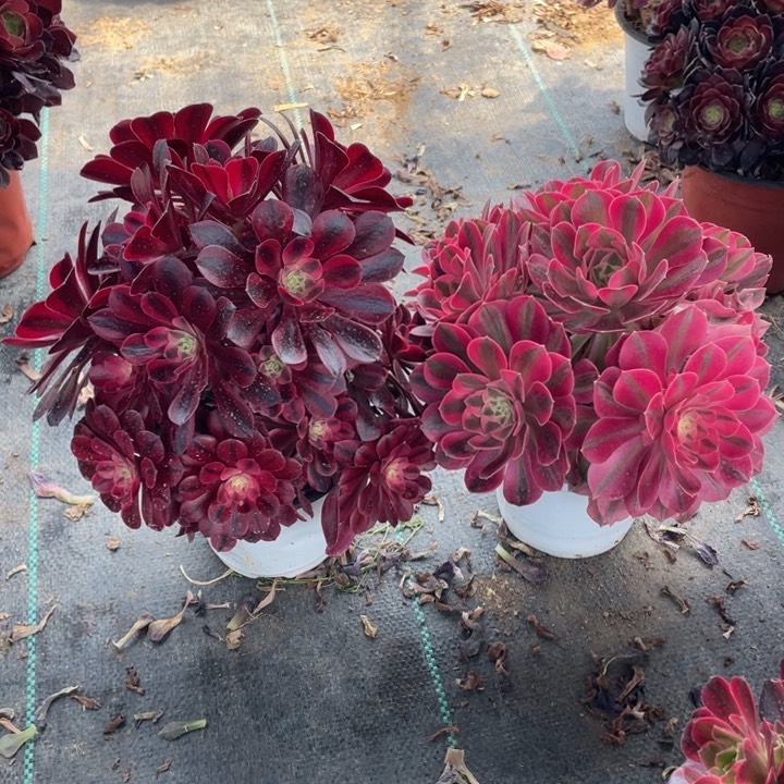 成**半两颗组合法师锦