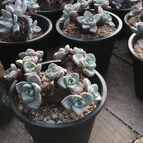 王**๑苹果叶仙女棒仙女棒