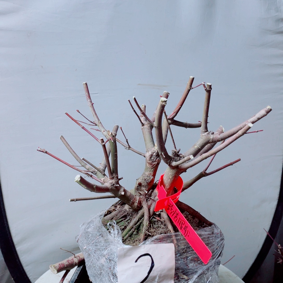 珍***前无花朵出星星老桩