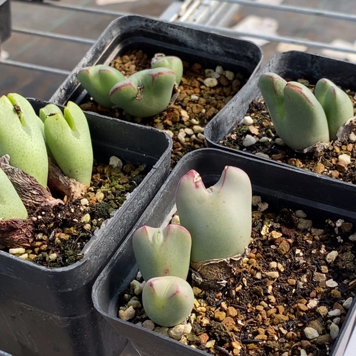 1877一组四盒少将