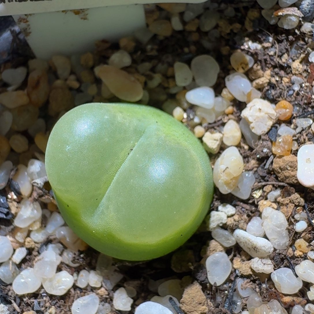 Ssss生石花肉锥370o泡