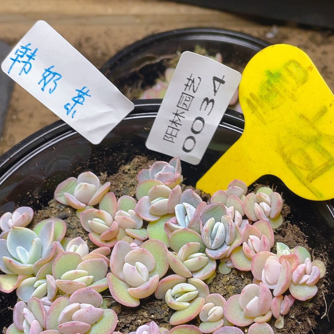 量拍多肉植物多肉植物34