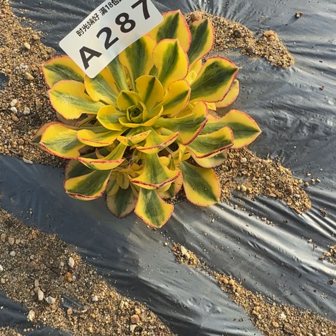 287太阳神。多肉植物