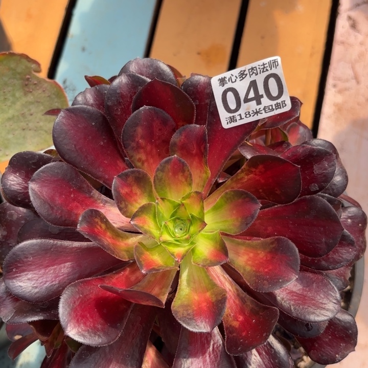 040红日掌心多肉法师锦不包侧枝断