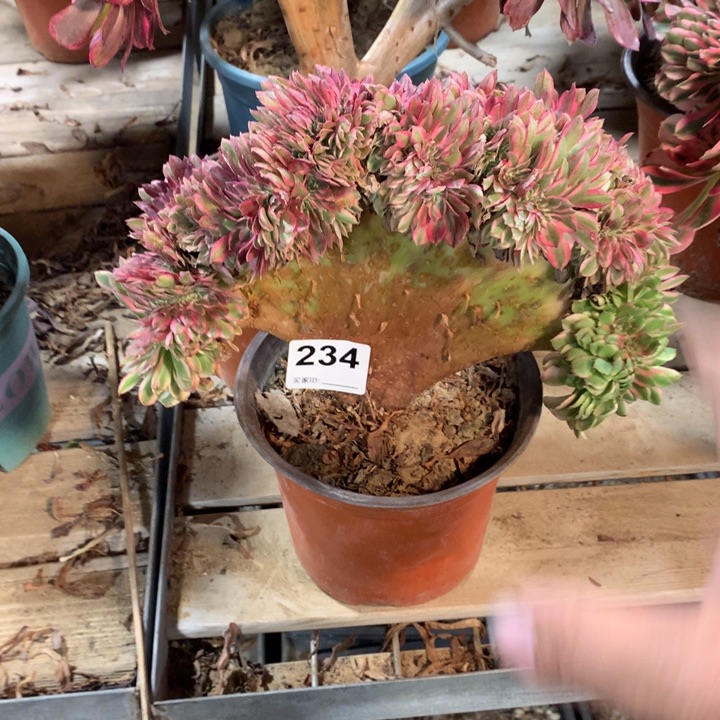 234荔枝缀多肉法师
