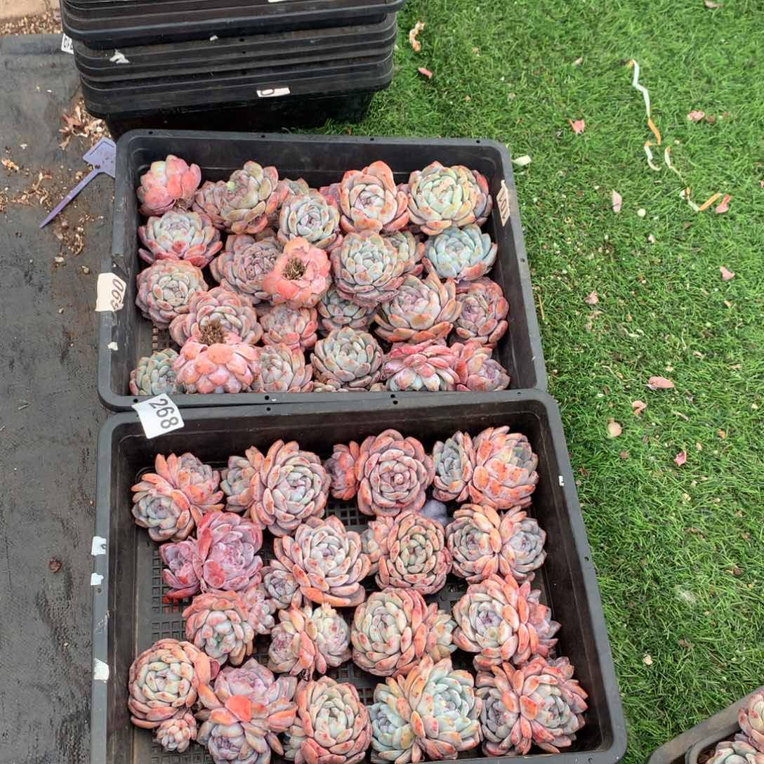 268橙子多肉植物