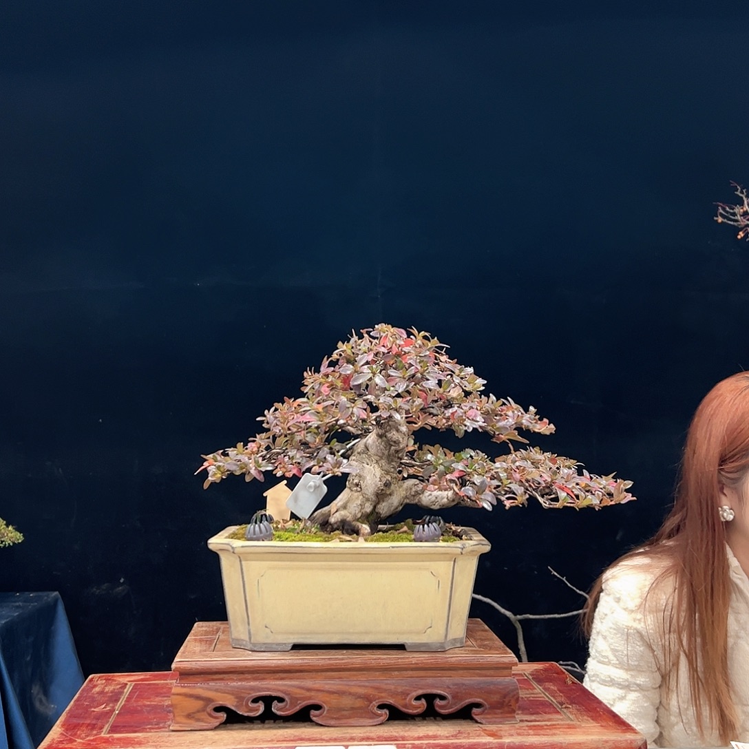 一***香无花朵杜鹃花的诗作是