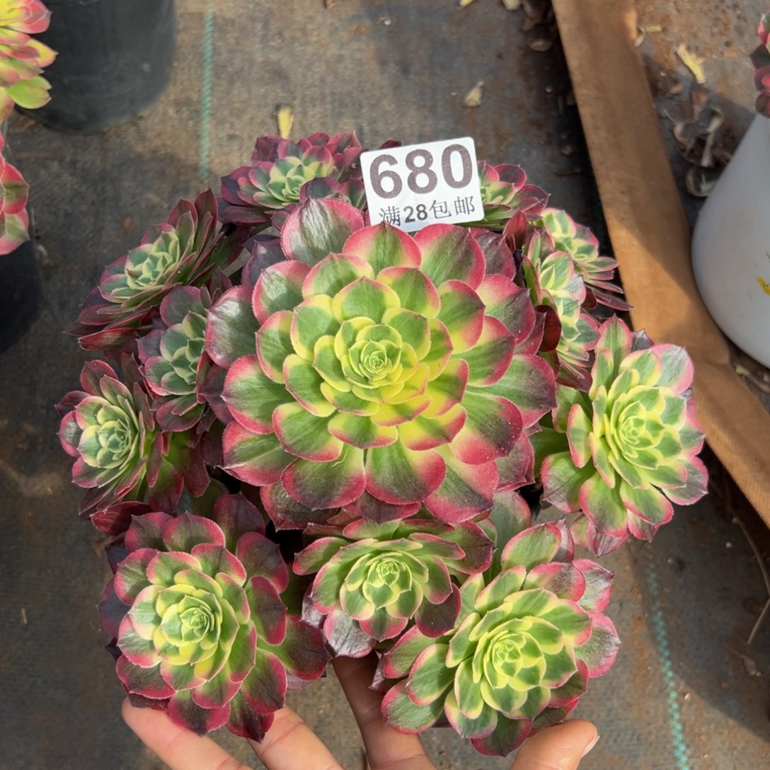 多肉植物680脱土的