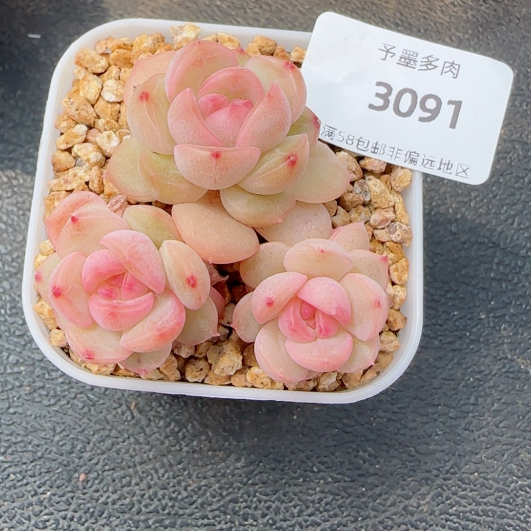 琴心，3091多肉植物