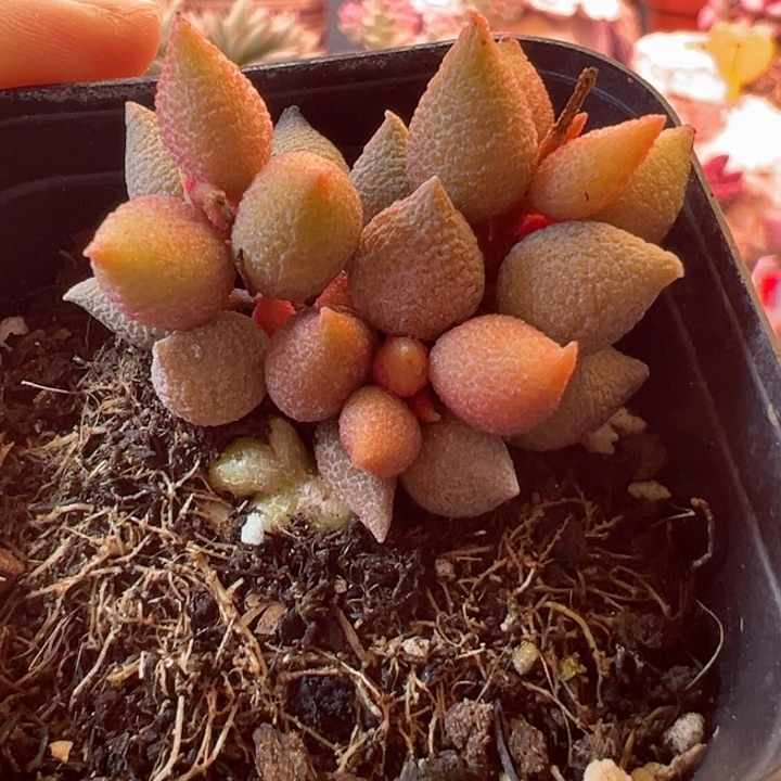 感谢支持一物一拍6