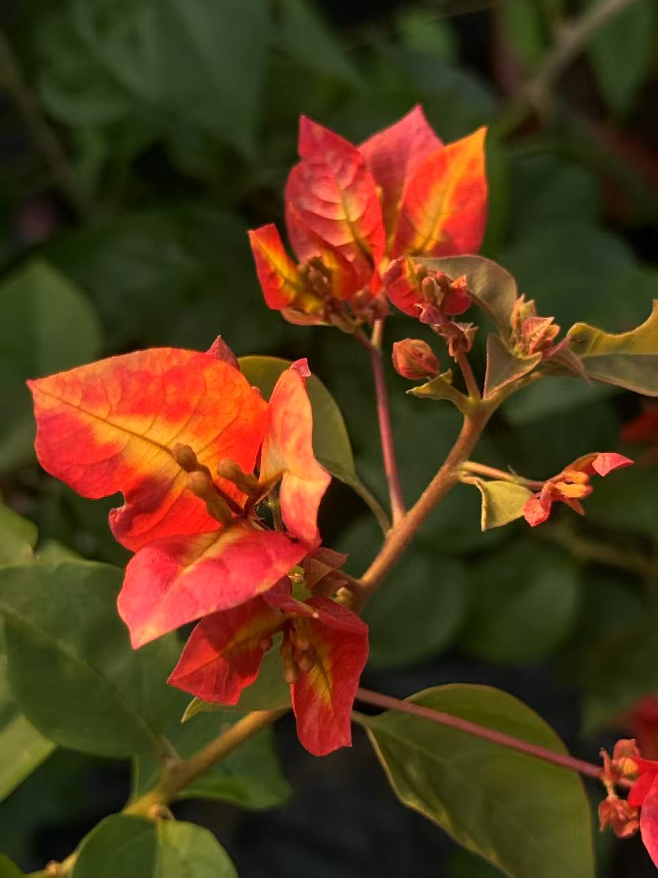 [飞鸟」袋苗包对版