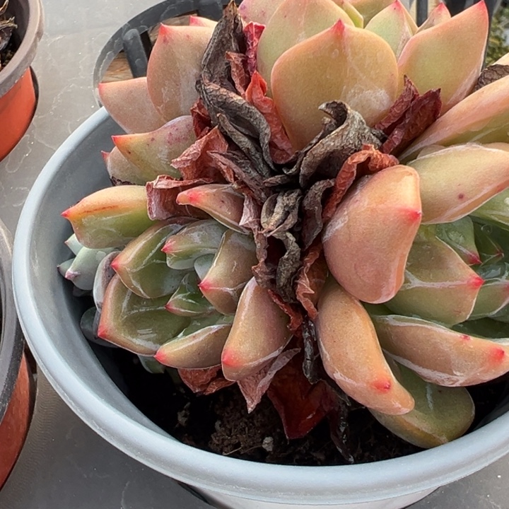 ****锦香槟群多肉植物440