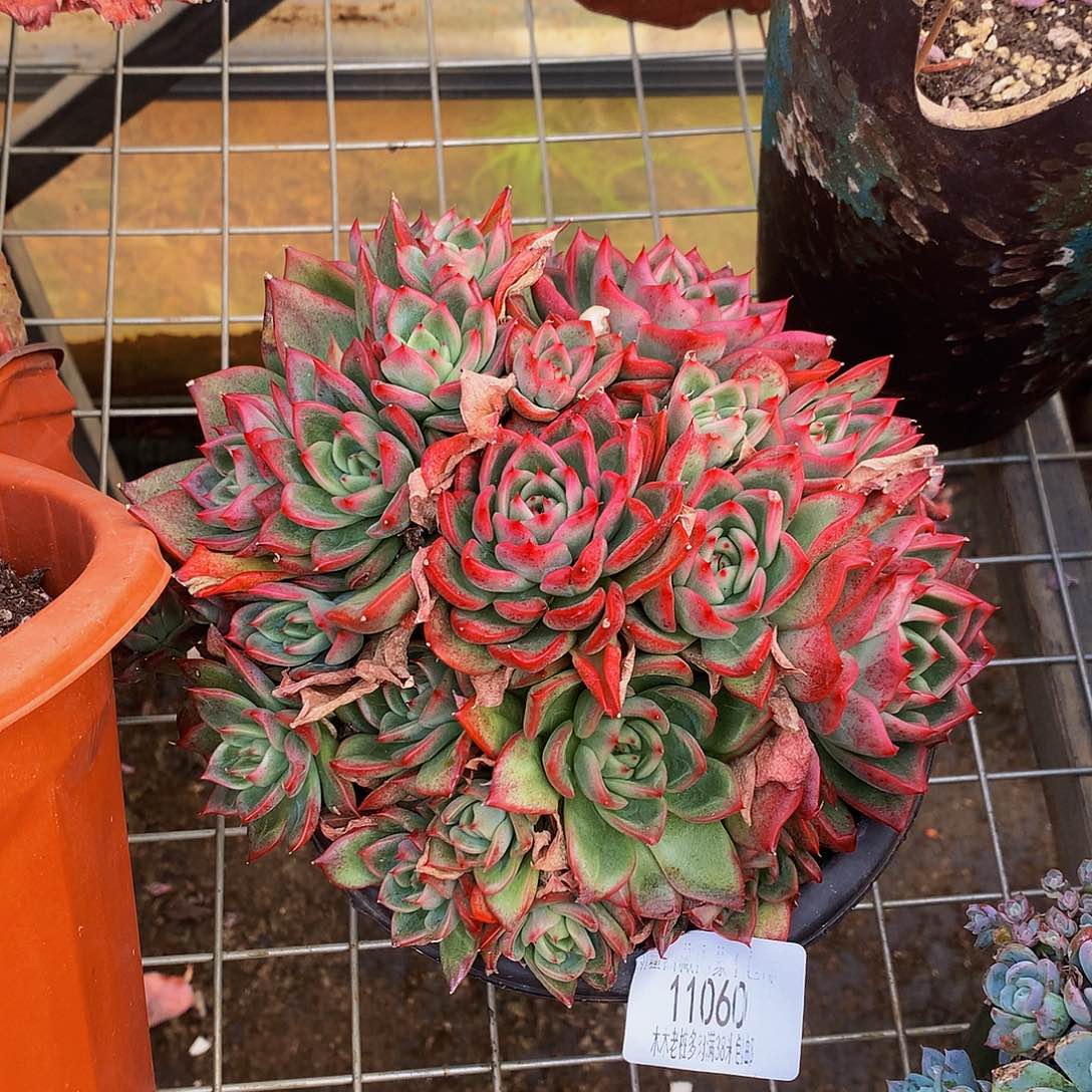 冰***凝   瑞安娜多肉11060