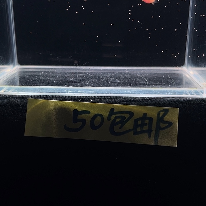 孔雀鱼黄化小蜜蜂