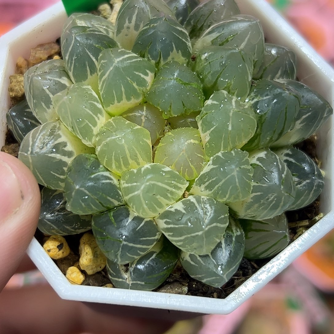 Om锦糊斑锦十二卷多肉