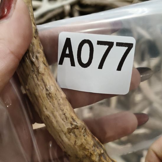 随***风鹿角鹿角鹿角鹿角鹿