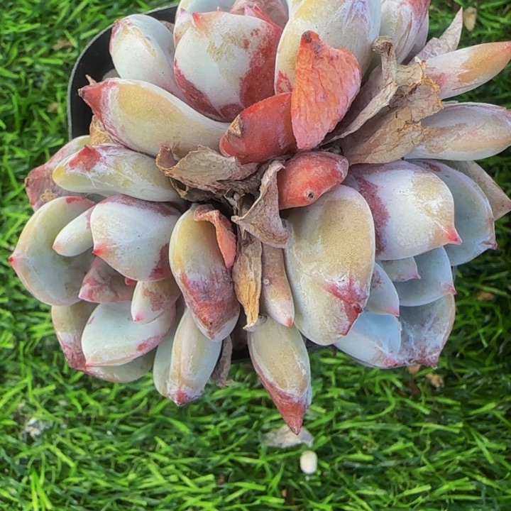 溏心雪天使群1颗