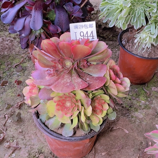 944香妃多肉植物