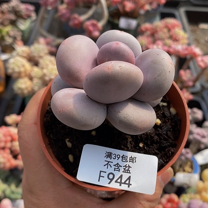 大叶奶单头944多肉植物