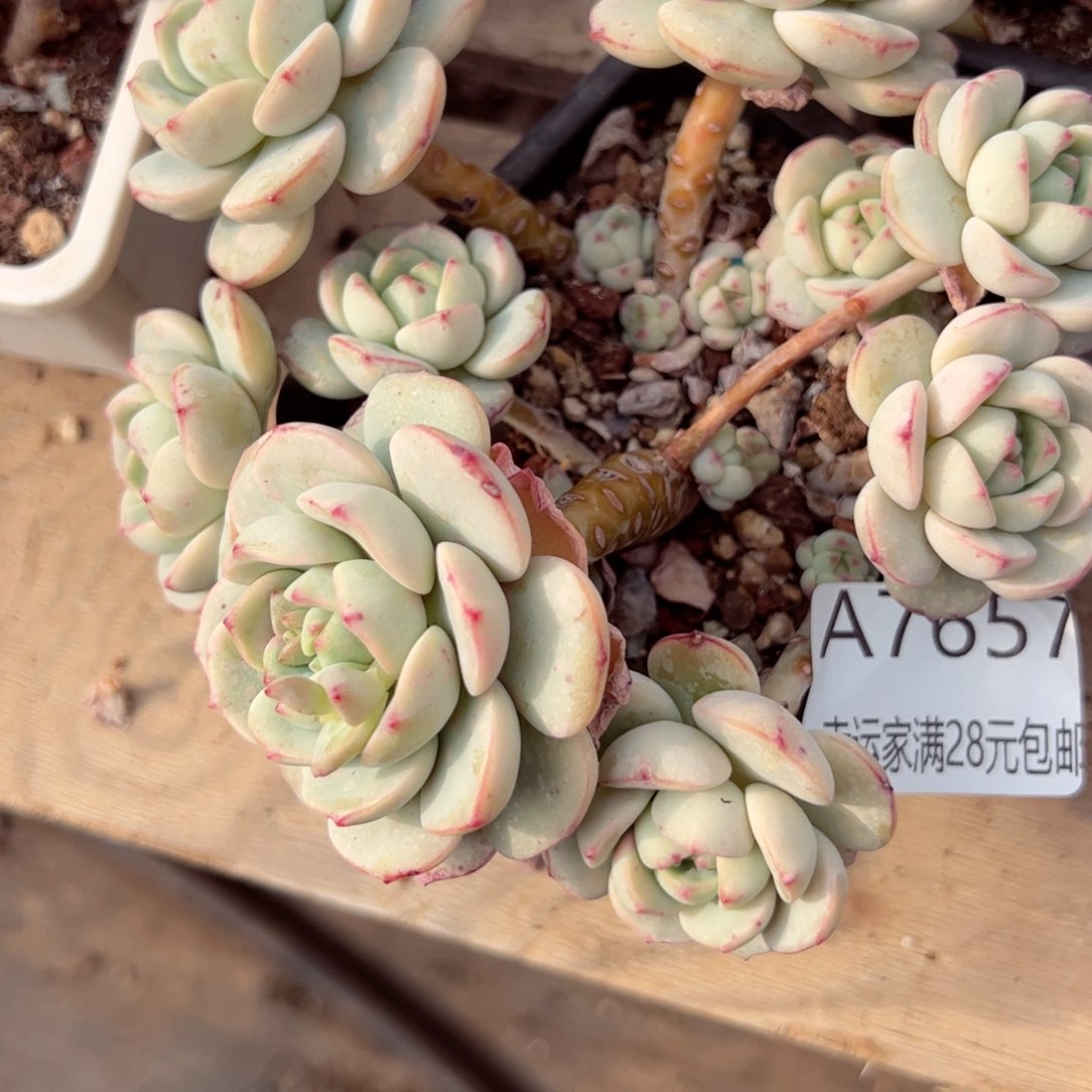 幸运的是我的朋友