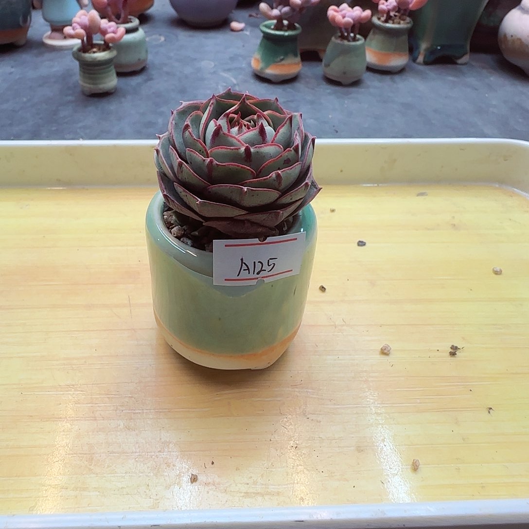 小暖萌友会福利A125