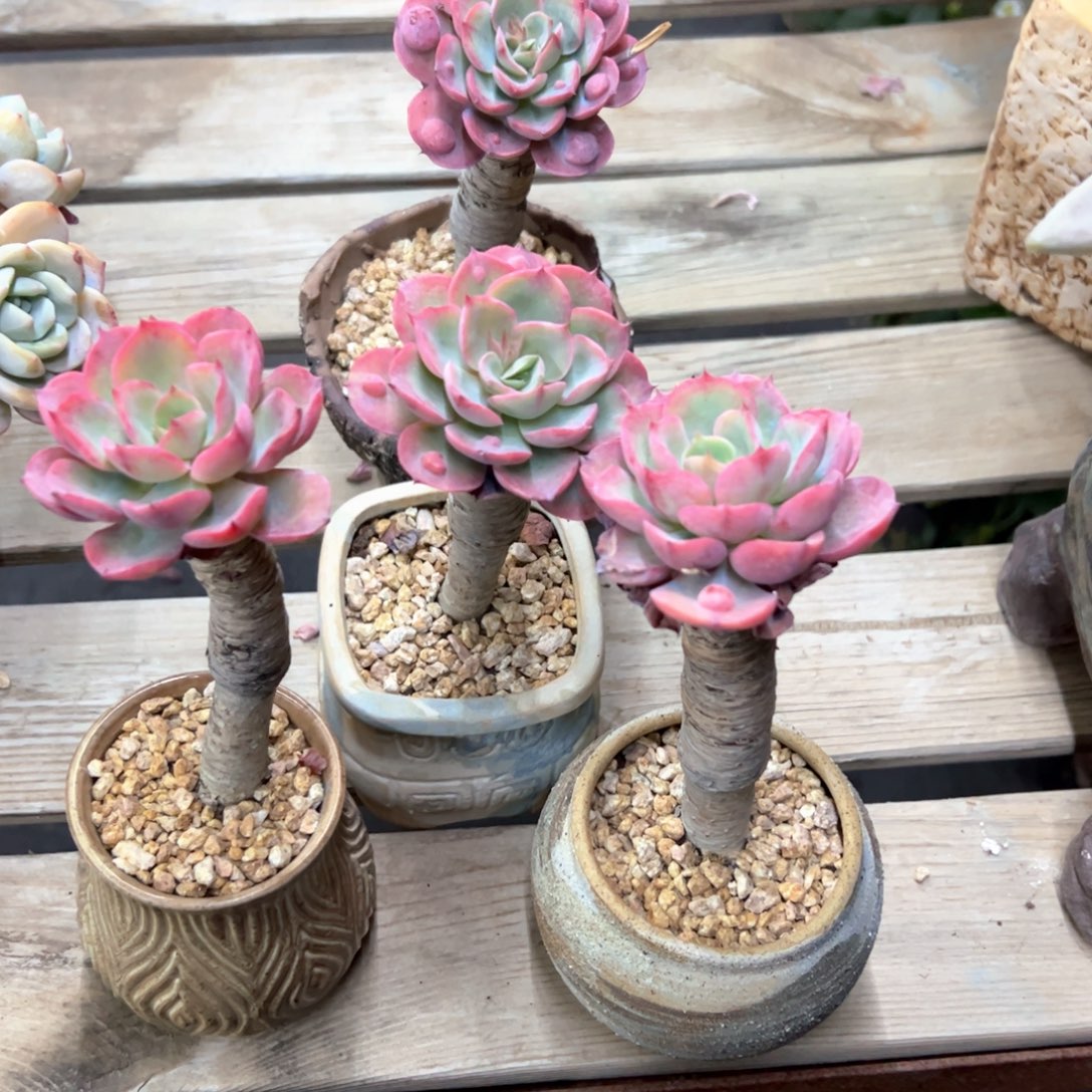 四颗18 零零多肉植物