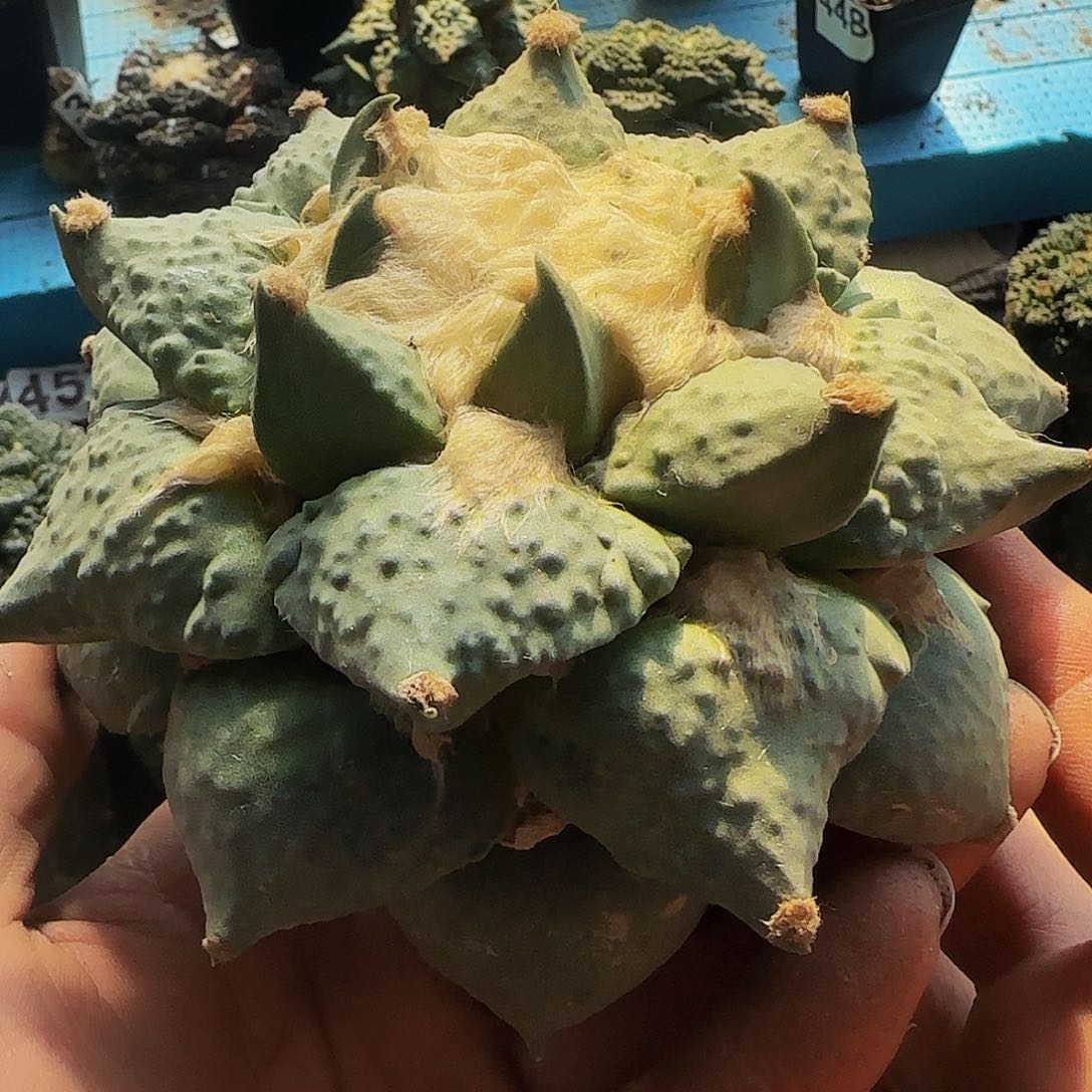 龙牙怒涛463仙人球